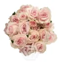 Spray Roses Light Pink StarBlush