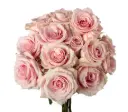 Spray Roses Light Pink StarBlush