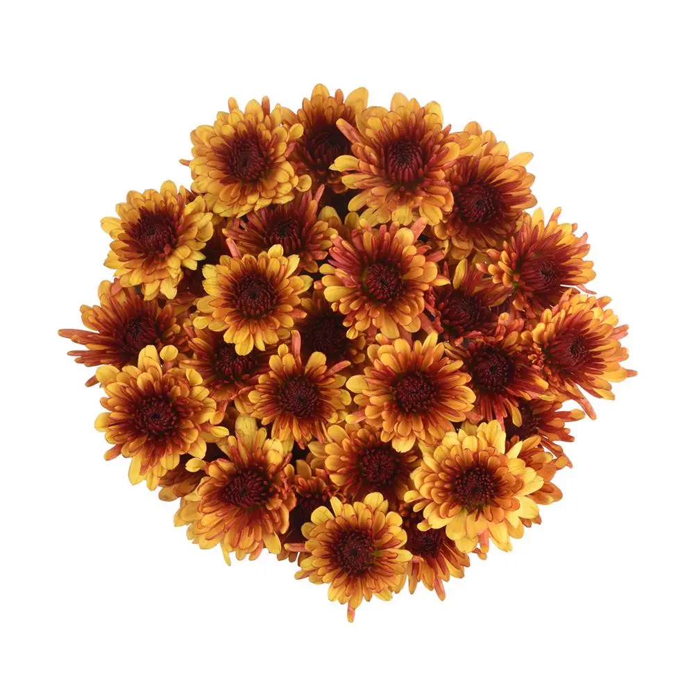 Chrysanthemums Bi-Color Golden/Brown Avila