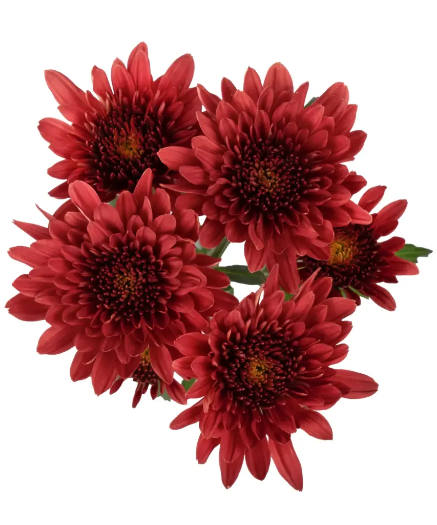 Chrysanthemums Red Avila