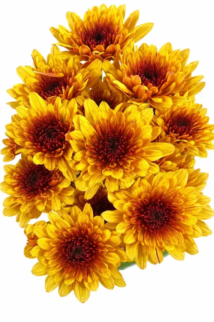 Chrysanthemums Yellow Avila