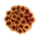 Chrysanthemums Bi-Color Golden/Brown Avila