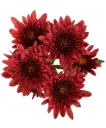 Chrysanthemums Red Avila