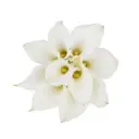 Medium Calla Lilies White