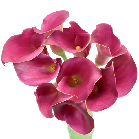Mini Calla Lilies Cherry Pink