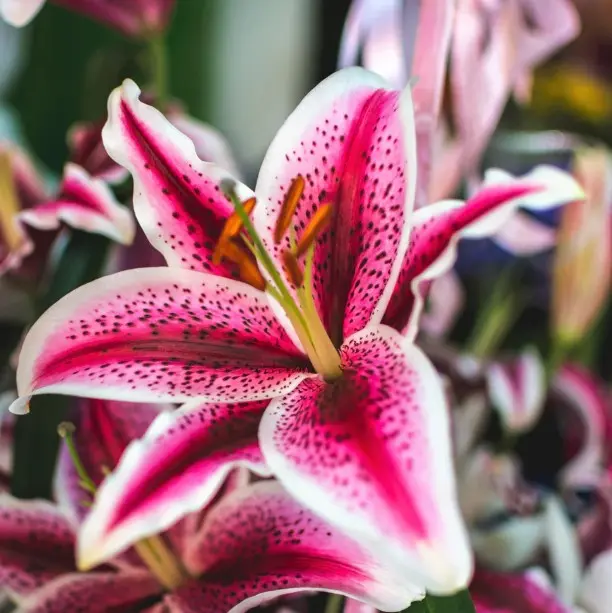 Oriental Lilies Hot Pink Stargazer