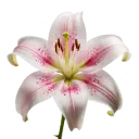 Oriental Lilies Hot Pink Stargazer