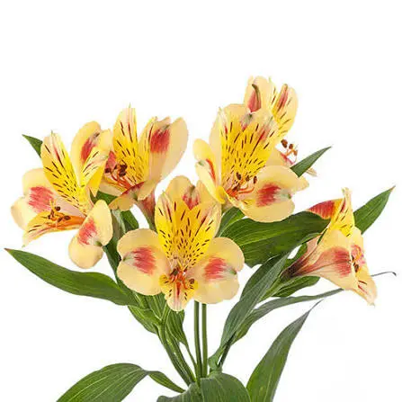 Alstroemerias Bi-Color Orange/Yellow