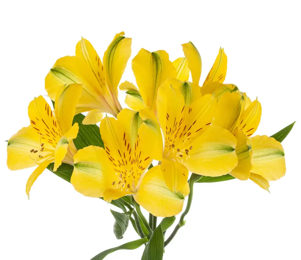 Alstroemerias Bright Yellow