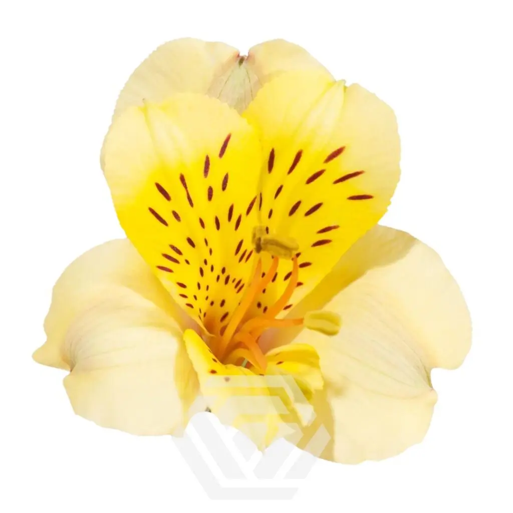Alstromerias Yellow