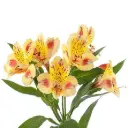 Alstroemerias Bi-Color Orange/Yellow