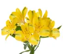 Alstroemerias Bright Yellow