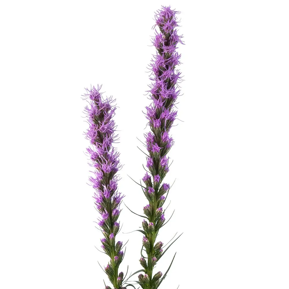 Liatris Purple