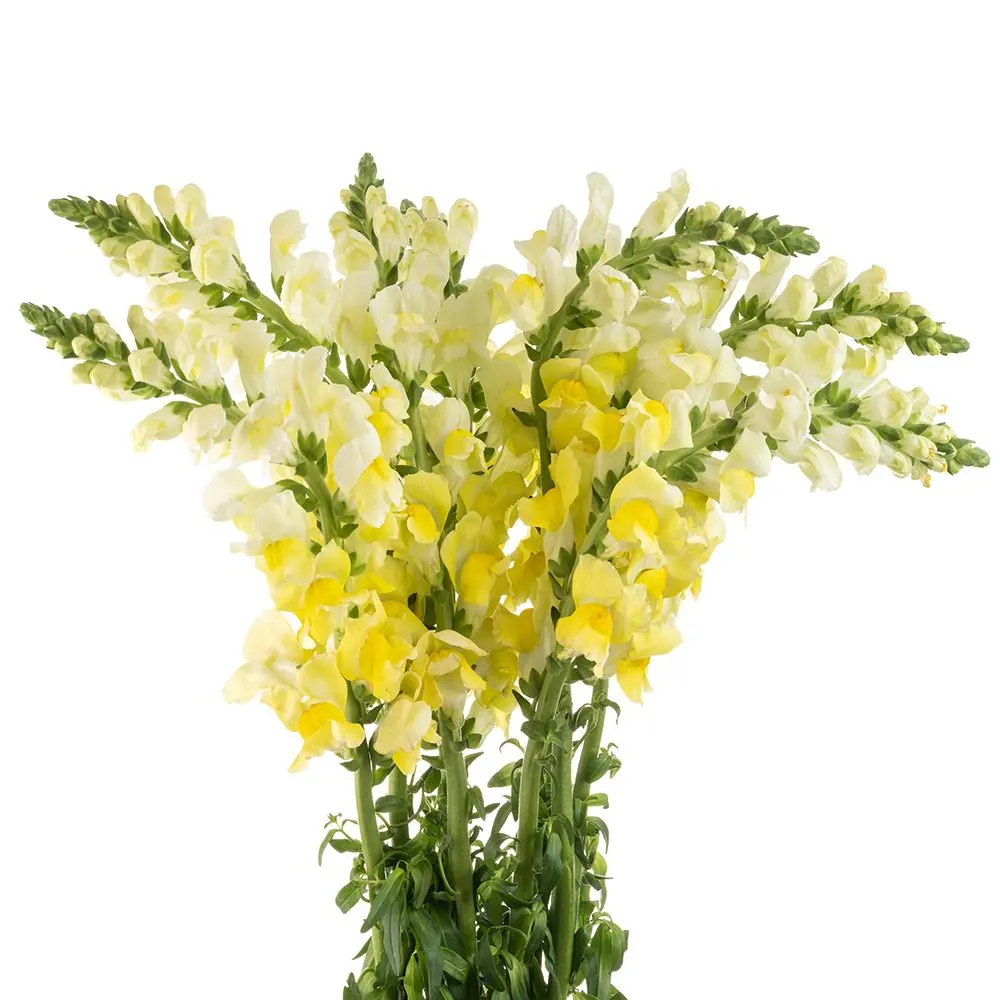 Snap Dragon Yellow 
