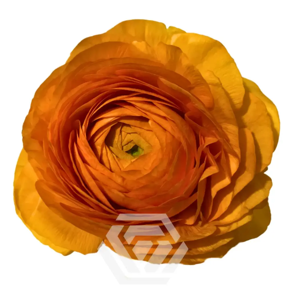 Ranunculus Orange 