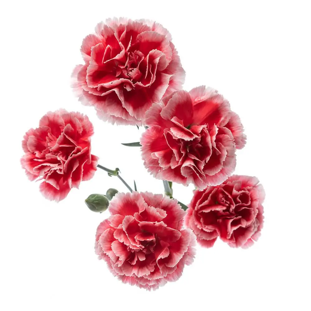 Mini Carnations Red/White Scarlette