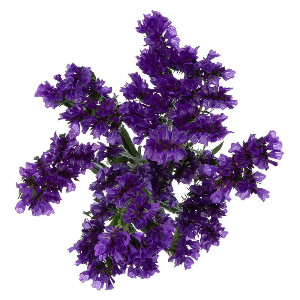 Statice Purple