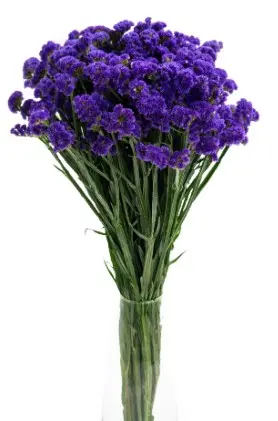 Statice Purple