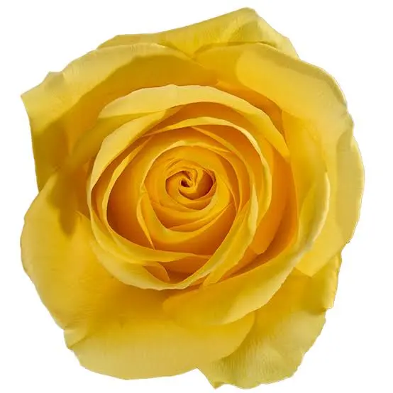 40cm Roses Yellow Goldfinch 