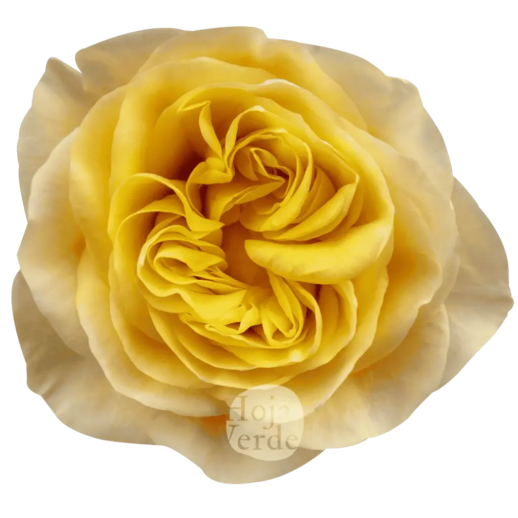 40cm Roses Yellow King Cross