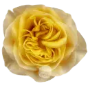 40cm Roses Yellow King Cross