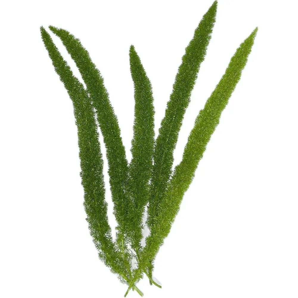 Fox Tail Greenery 