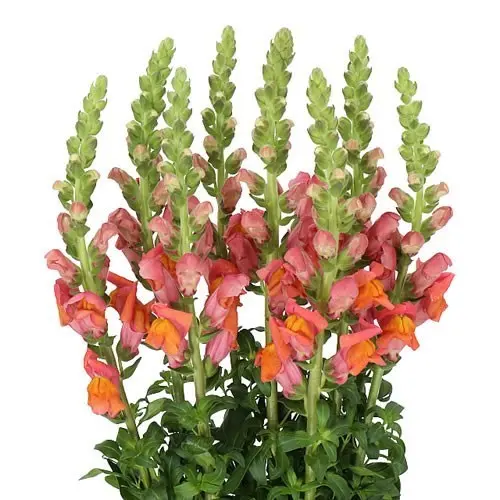 AL26 Snap Dragon Orange