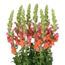 AL26 Snap Dragon Orange