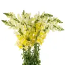 M26 Snap Dragon Yellow