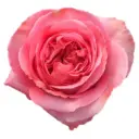 M26 40cm Garden Roses Medium Pink Expression