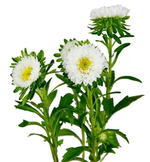Matsumoto White