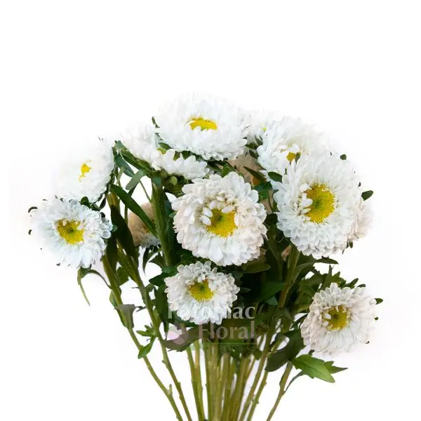 Matsumoto White