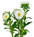 Matsumoto White