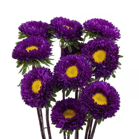 AL26 Matsumoto Purple