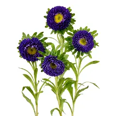 M26 Matsumoto Dark Purple 