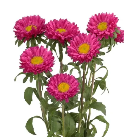 Matsumoto Dark Pink