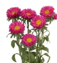 Matsumoto Dark Pink