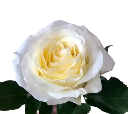 40cm Roses Candle Light