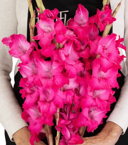 M26 Gladiolus Magenta Pink Plumberry