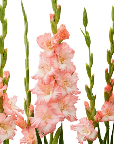 M26 Gladiolus Blush Pink Watermelon