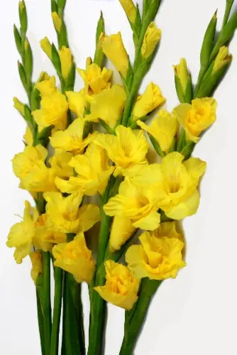 M26 Gladiolus Yellow Lemondrop