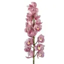 M26 Mini Cymbidium Lavender Pink