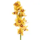 M26 Mini Cymbidium Yellow