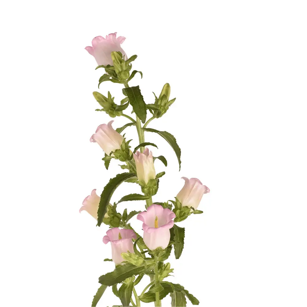 Campanula Light Pink 