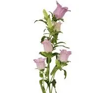 Campanula Pink 