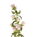 Campanula Light Pink 
