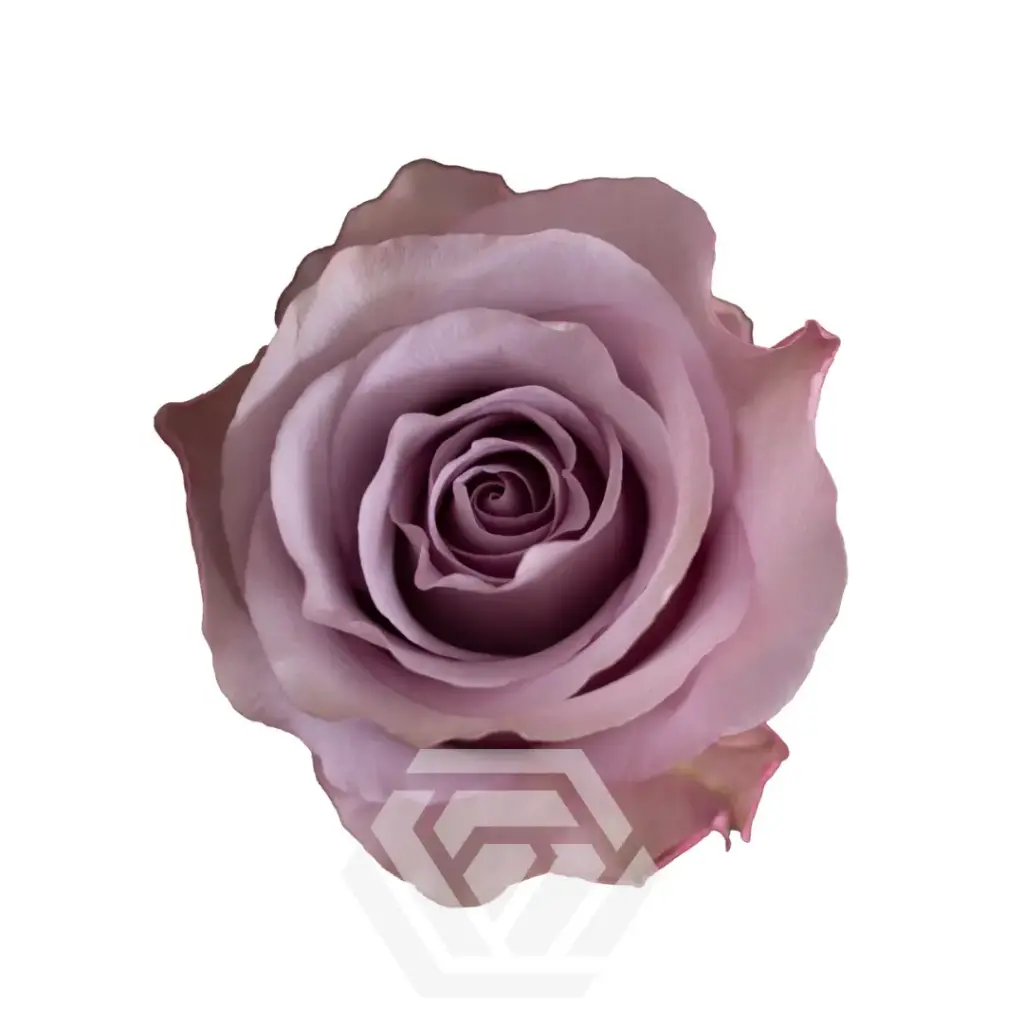 50cm Roses Lilac Star Platinum  