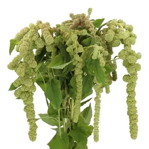 M26 Amaranthus 80/90CM