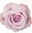 M26 60cm Roses Lilac Star Platinum 