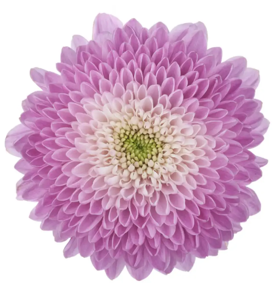 Mum Balls Lilac How Sweet